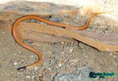 Rhynchocalamus