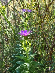 Senecio speciosissimus