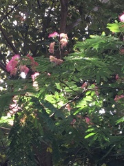 Albizia julibrissin