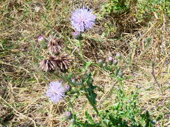 Cirsium arvense