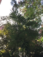 Albizia julibrissin