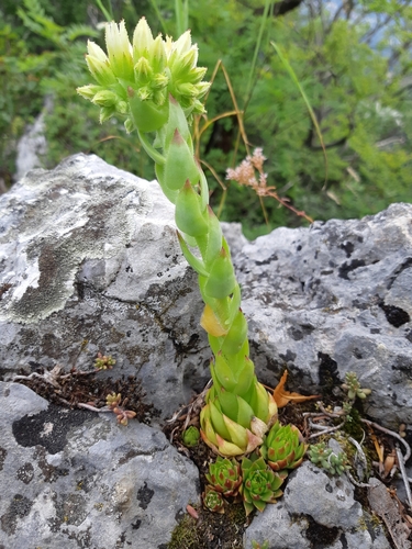 skalničník guľkovitý (Sempervivum globiferum)