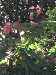 Albizia julibrissin