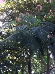 Albizia julibrissin