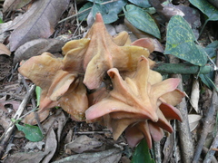 Chytranthus angustifolius