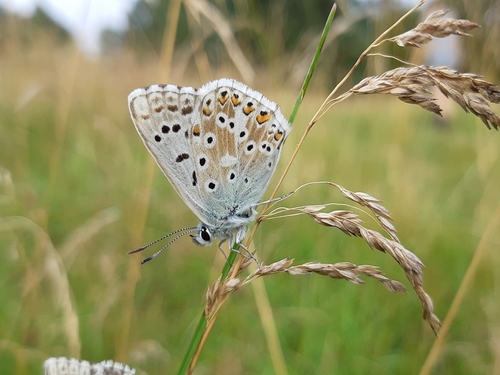 modráčik vikový (Polyommatus coridon)