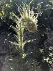 Cirsium funkiae