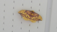 Eacles imperialis pini