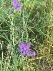 Centaurea × moncktonii