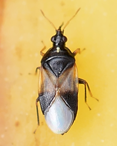 Insidious flower bug photo 3