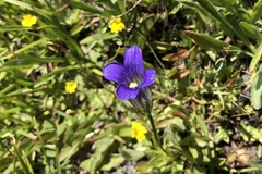 Gentianopsis holopetala