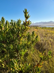 Leucadendron elimense vyeboomense