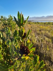 Leucadendron elimense vyeboomense