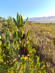 Leucadendron elimense vyeboomense