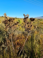 Leucadendron elimense vyeboomense