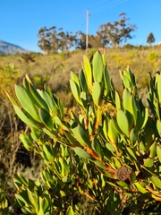 Leucadendron elimense vyeboomense