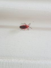 Coccobaphes frontifer