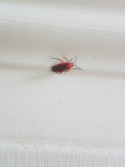 Coccobaphes frontifer