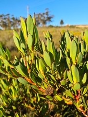 Leucadendron elimense vyeboomense