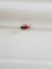 Coccobaphes frontifer