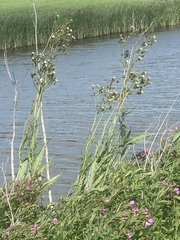Sonchus palustris