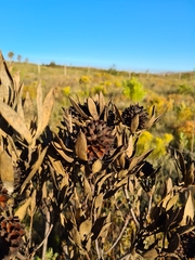 Leucadendron elimense vyeboomense