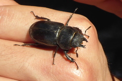 Lucanus barbarossa