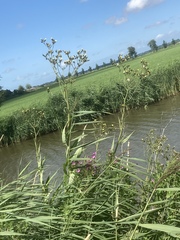 Sonchus palustris
