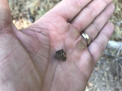 Pinus cembroides bicolor