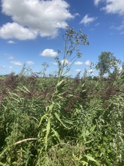 Sonchus palustris