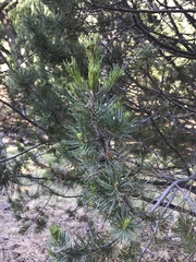 Pinus cembroides bicolor