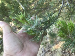 Pinus cembroides bicolor