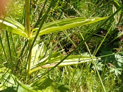 Gentiana burseri