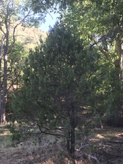 Pinus cembroides bicolor