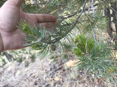 Pinus cembroides bicolor