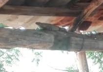 Iguanidae
