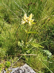Gentiana burseri