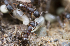 Leptothorax