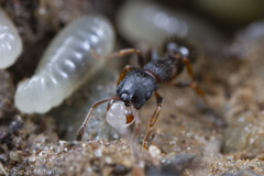 Leptothorax