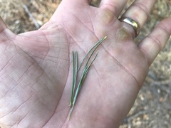 Pinus cembroides bicolor