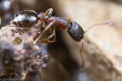 Leptothorax