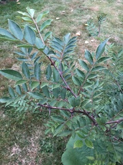 Zanthoxylum simulans