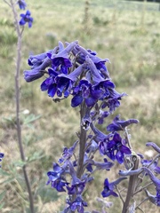 Delphinium barbeyi