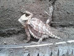 Phrynosoma asio