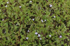 Lindernia dubia anagallidea