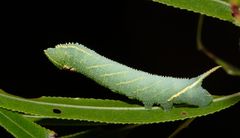 Smerinthini