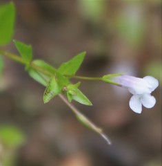 Lindernia dubia anagallidea