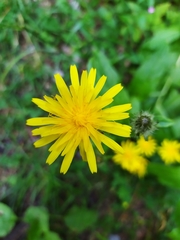 Crepis pyrenaica