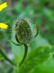 Crepis pyrenaica