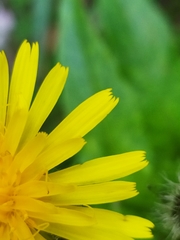 Crepis pyrenaica